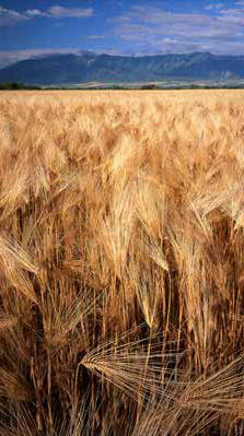 Figure 1: Photo of a wheat field with mountains in the distance