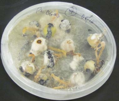 Figure 5a: Petri dish with numerous mold growths