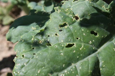 Figure 2: close-up photo of a wilted canola leaf with numerous holes
