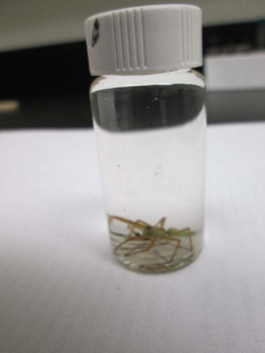 Figure 4: Photo of a spider in a small liquid-filled jar