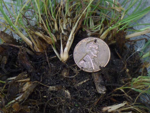 Figure 7: Photo of a plant base with a US penny placed next to it, plant base is half penny width
