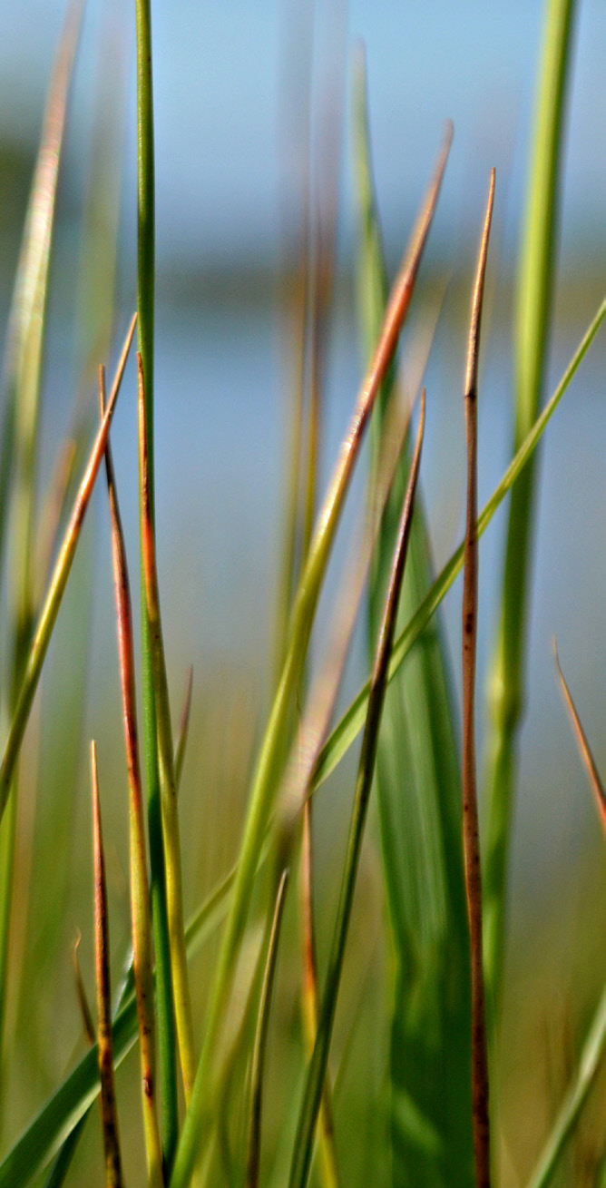 decorative photo of grass blades