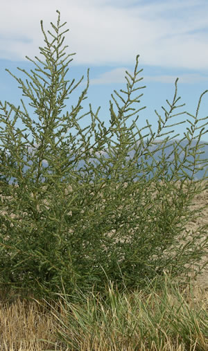 Outdoor photo of a kochia plant