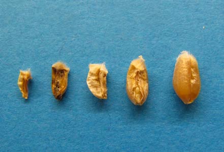 Figure 2: Various sized wheat kernels that appear wilted or damaged.