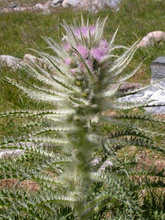 Figure 4: Photo of a plant with a fuzzy stem and narrow, spiked leaves.