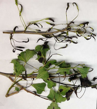 Figure 10: Lab photo of aspen branch with wilted leaves.