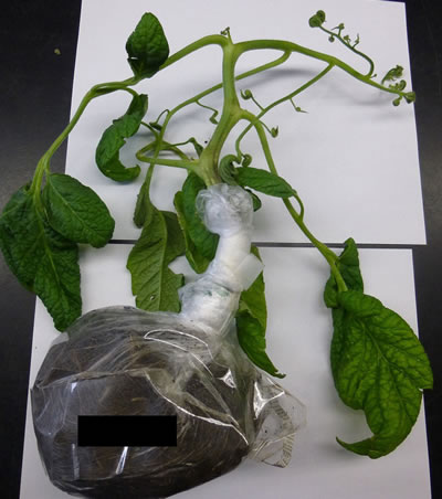 Figure 11: Lab photo of a wilted tomato plant.