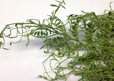 Figure 12: Lab photo of a wilted chickpea stalk.