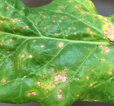 Figure 2: Close-up photo showing spots on a leaf.