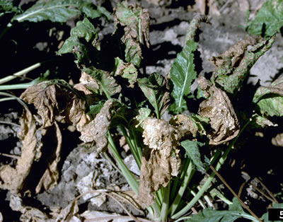 Figure 3: Outdoor photo of wilted leaves.