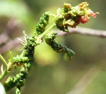 Figure 1: close-up photo of plum shriveled plum tree leafs.