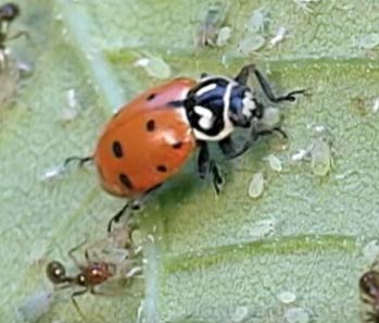 Figure 3.1: Ant approaches feeding lady beetle.