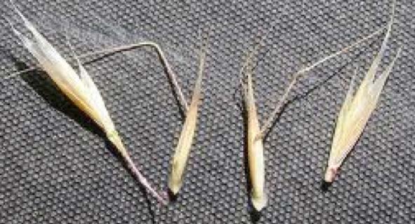 Figure 7: Close-up photo of ventenata seeds.